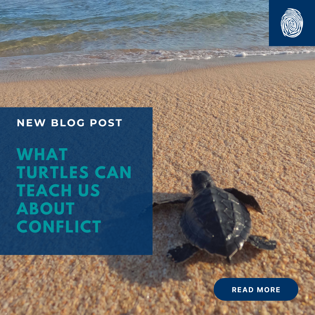 What Turtles Can Teach Us About Conflict
